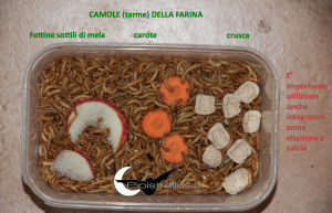 camole della farina alimentate correttamente con crusca, mela e carota