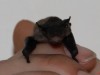 Tatoo, il significato del pipistrello nel tatuaggio